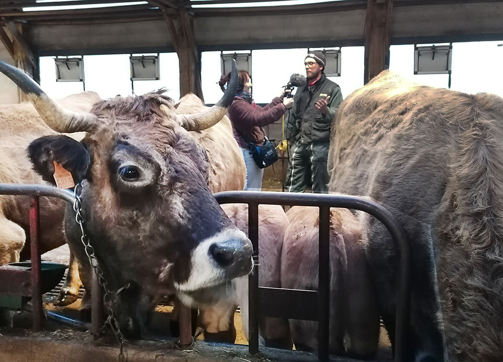 Enregistrement du Podcast "L'écho des nos valeurs" en Aubrac - 5 mars 2024 - PNR Aubrac