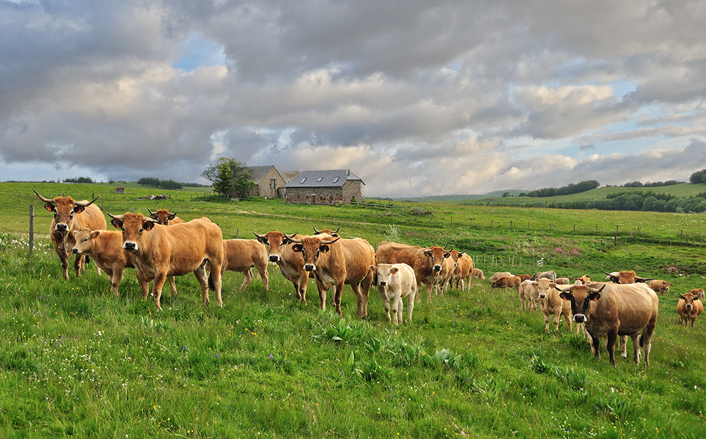 Troupeau Aubrac - A. Méravilles