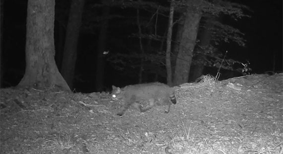 Chat forestier probable - Yoan Troulier