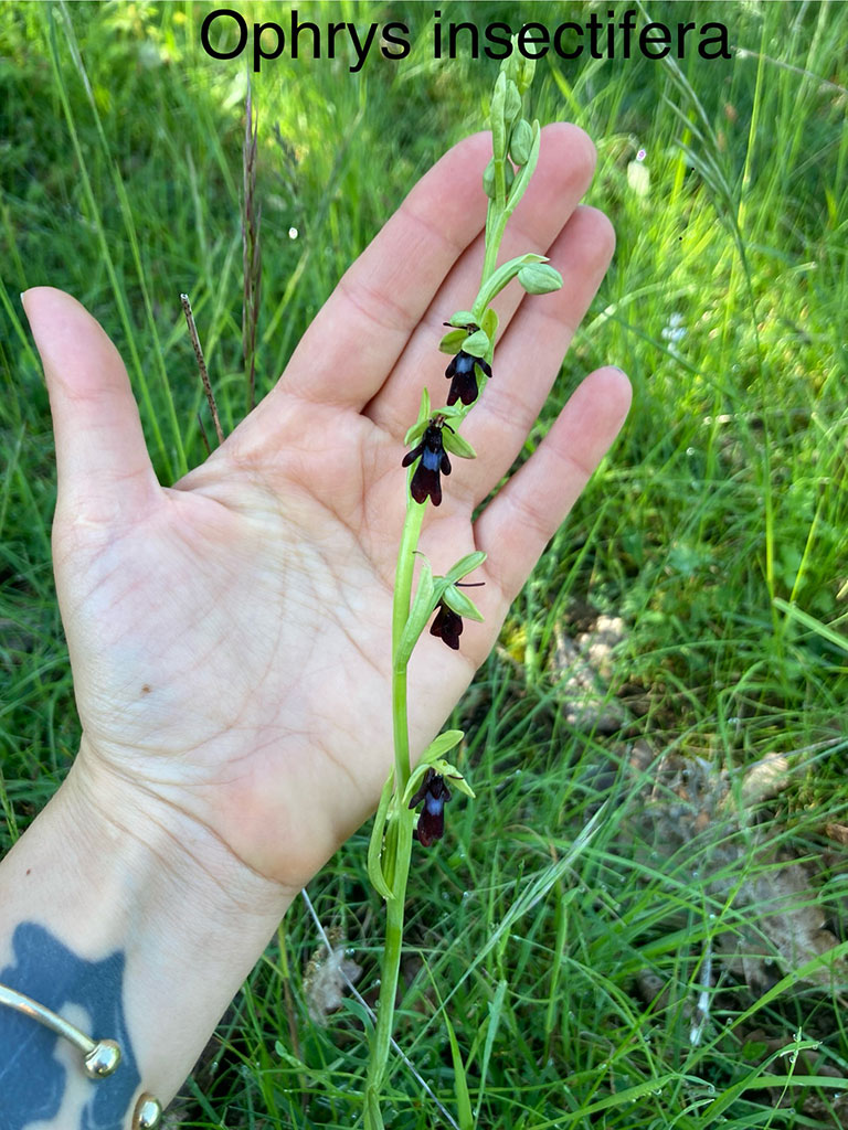 Orchis insectifera (Ophrys mouche) - PNR Aubrac