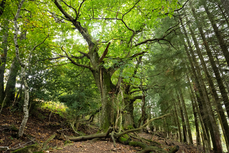 Bois de Liandis - B. Gremen