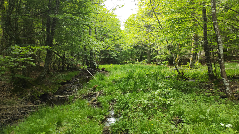Sagne grande - PNR Aubrac