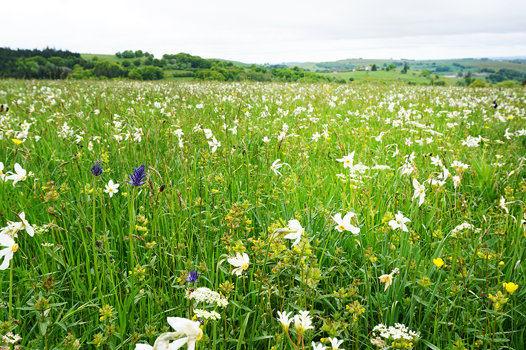 Parcelle narcisses - PNR Aubrac