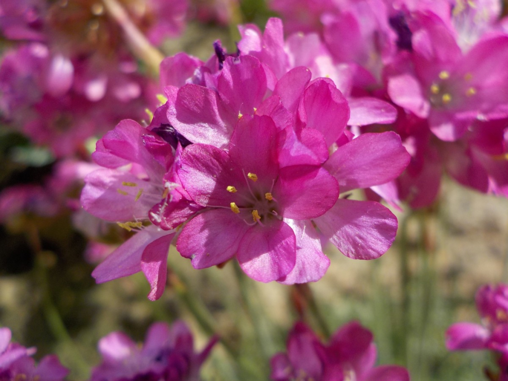 Armeria arenaria