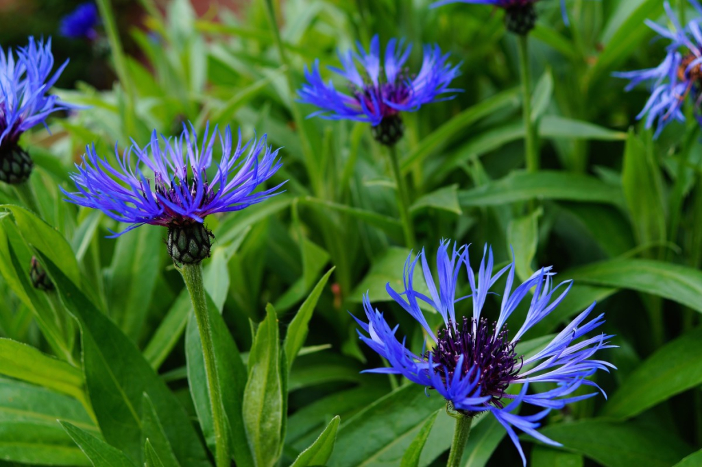 Centaurea montana