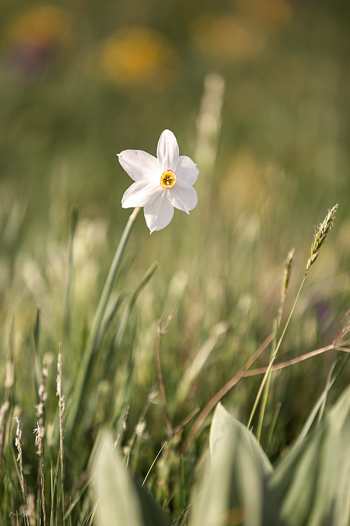 Narcisse sur l'Aubrac - B. Colomb - PACT Aubrac