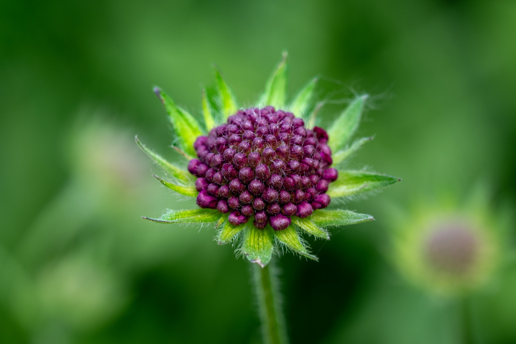 Knautia arvensis