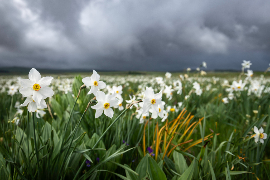 Narcisses sur l'Aubrac - B. Colomb - PACT Aubrac
