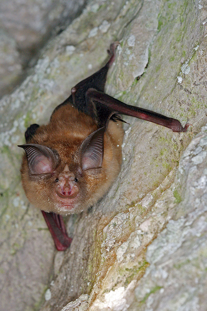 Grand Rhinolophe - F. Sané - ALEPE