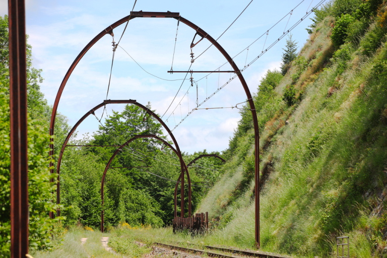 Conducteur d'Aubrac - A. Moisescot