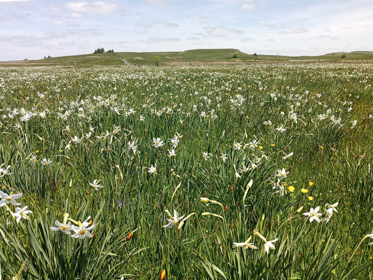 Observatoire des prairies de l'Aubrac - PNR Aubrac