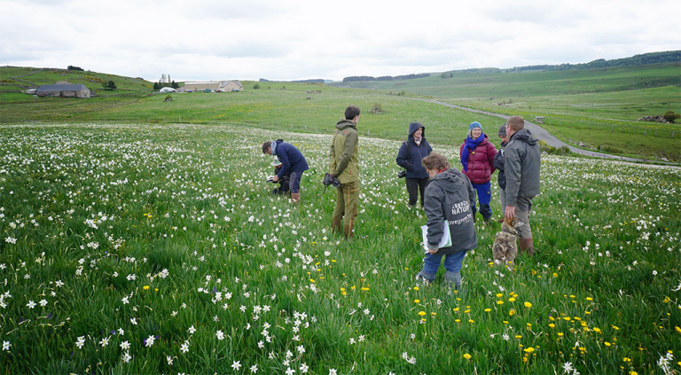 Concours des prairies à narcisses 2025 - PNR Aubrac