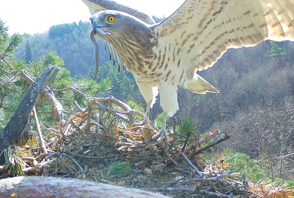 Circaète Jean Le Blanc - PNR Aubrac