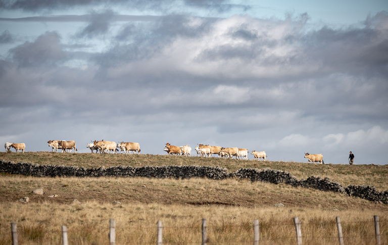 Élevage Aubrac - B. Colomb PACT Aubrac