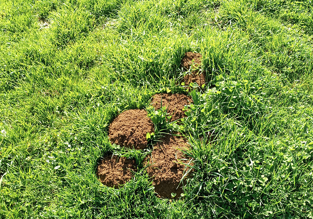 Taupinières - PNR Aubrac