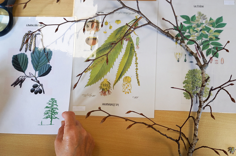 "L’arbre, mémoire vivante", le projet École du Parc de la maison de retraite de Fournels - PNR Aubrac