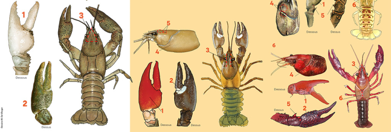 Aperçu du dépliant écrevisses - PNR Aubrac - M. De Vlieger