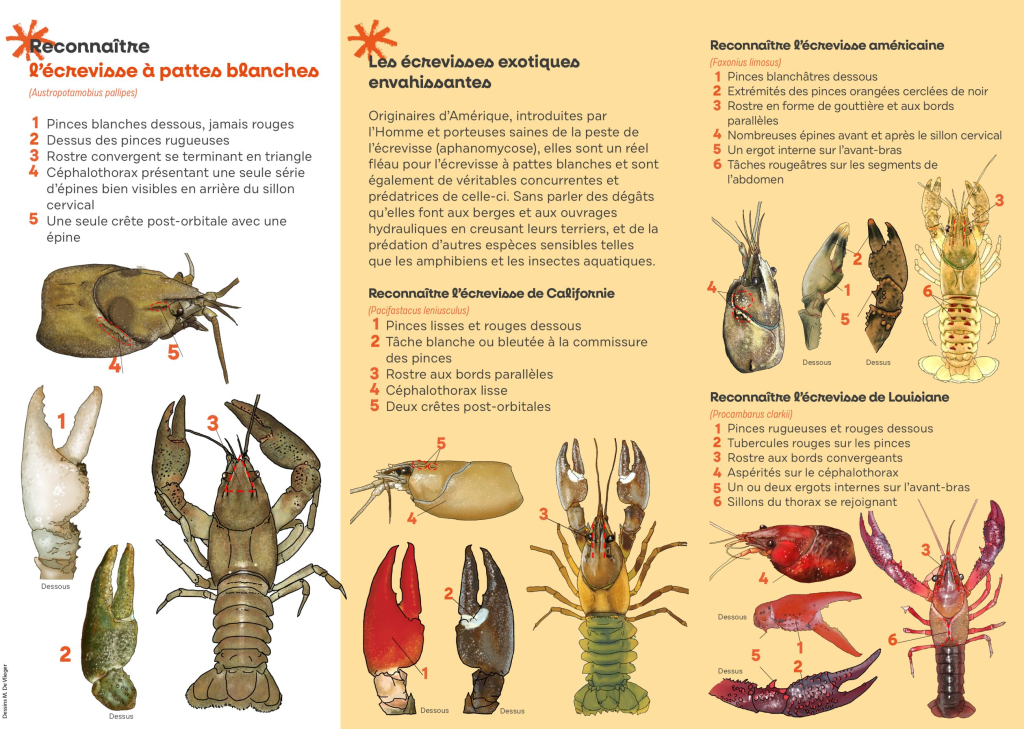 Reconnaître et préserver l'écrevisse à pattes blanches - PNR Aubrac - M. De Vlieger
