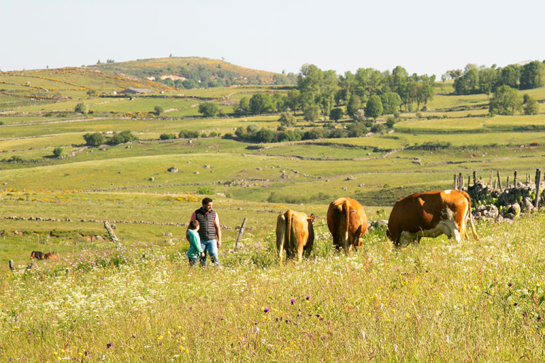 Syndicat du Laguiole AOP Jeune Montagne - M. Authier