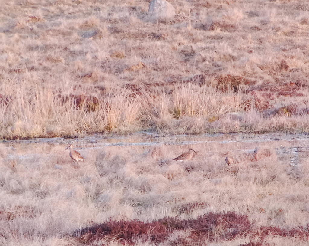 Courlis cendré - PNR Aubrac