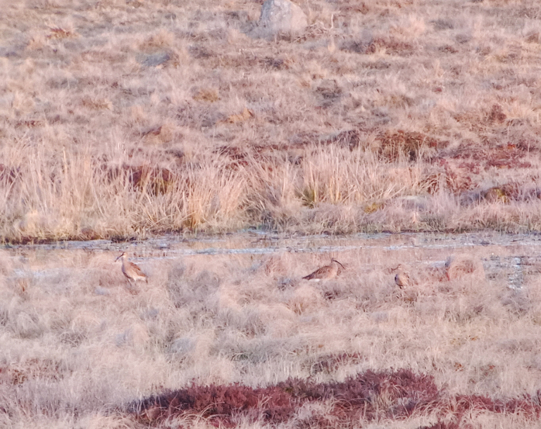 Courlis cendré - PNR Aubrac