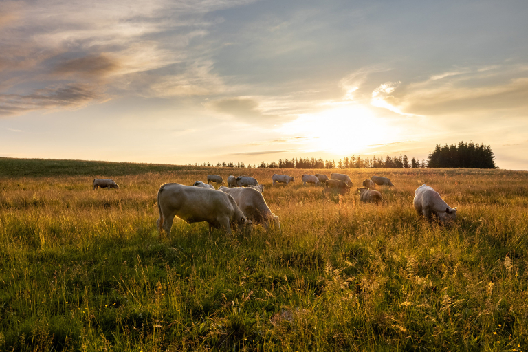 Fleur d'Aubrac - Emeline et Nicolas DELSAUT - Studio END NAUCELLE