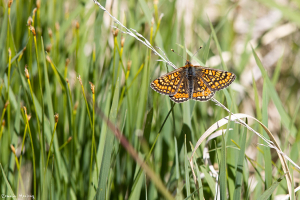 Les ailes légères !