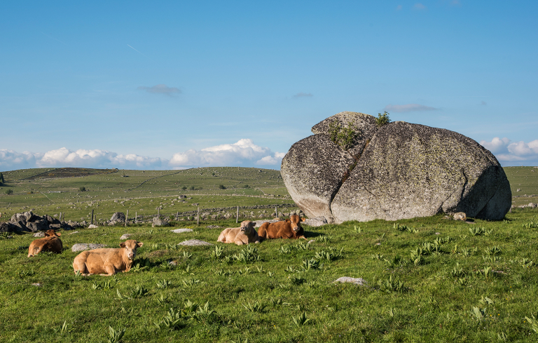 Blocs erratiques en Aubrac - A. Méravilles