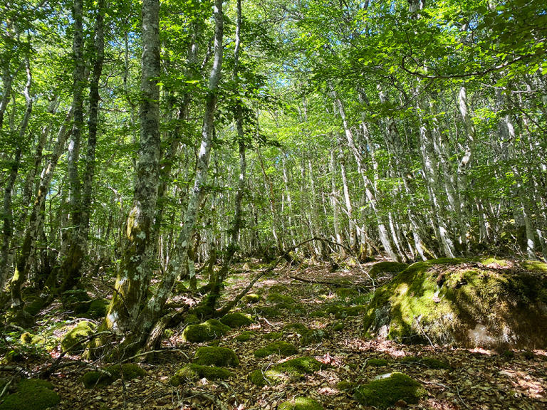 Forêt communale des Salces - PNR Aubrac
