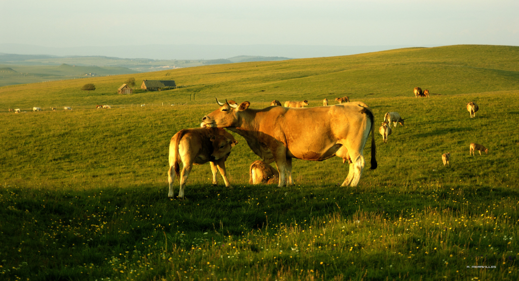 Aubrac - A. Méravilles