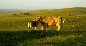 Pastoralisme, quelles dynamiques territoriales pour répondre aux problématiques d’aujourd’hui ?
