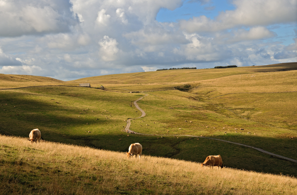 Aubrac - A Méravilles
