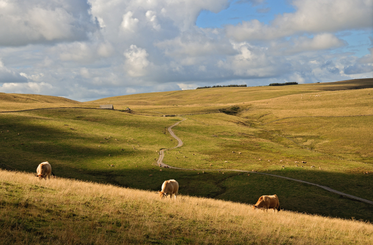 Aubrac - A Méravilles