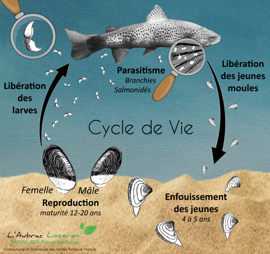 Cycle de vie de la mulette perlière - R. Monlong