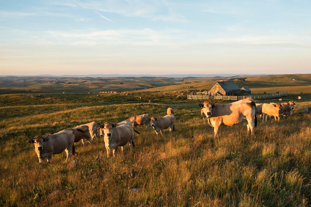 Vaches Aubrac en pâturage - A. Méravilles