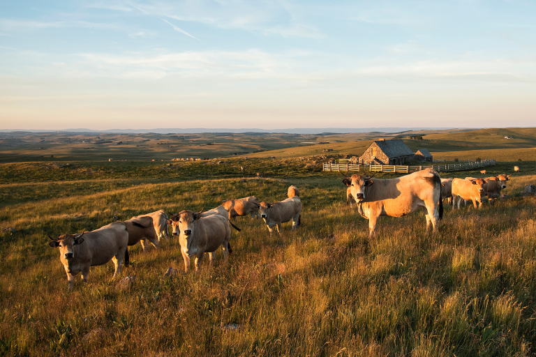 Vaches Aubrac en pâturage - A. Méravilles